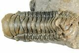 Colorful Crotalocephalina Trilobite with Enrolled Reedops #327547-6